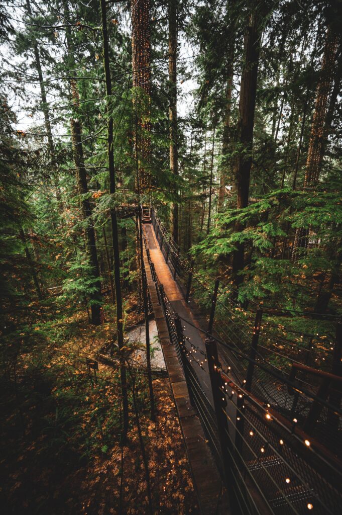 A treehouse in the woods with lights at Olympos