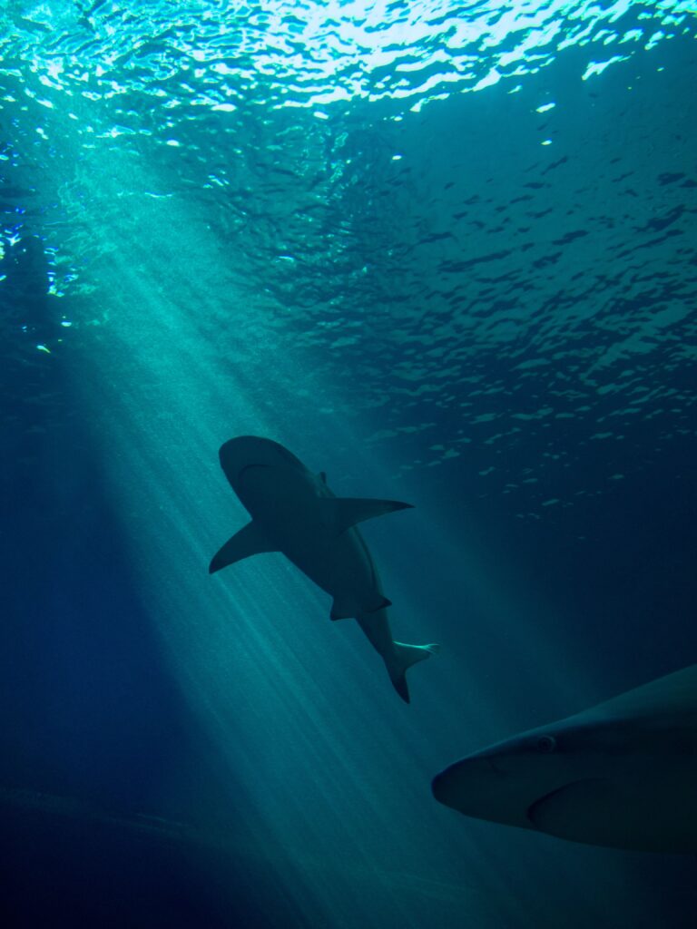 Underwater photography of sharks in an aquarium tunnel