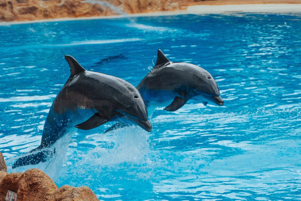 Dolphins jumping in blue water