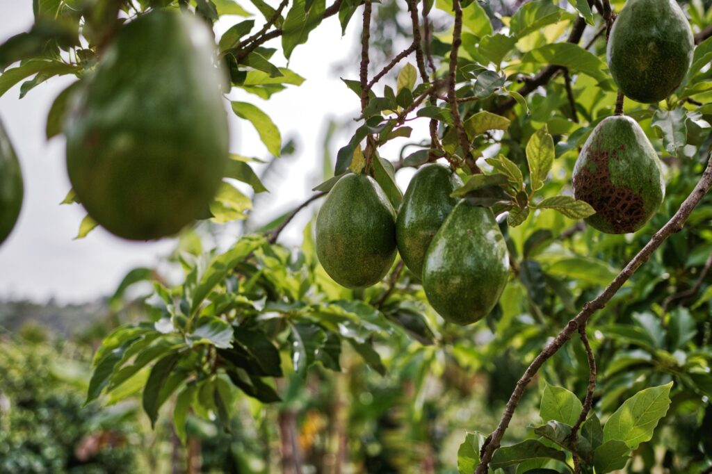Avocados growing on a tree branch, one of the main tropical crops grown around Alanya