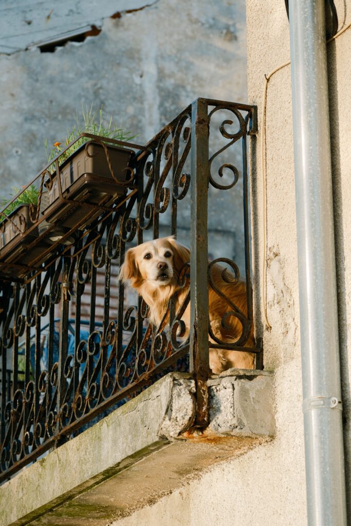 Dog looking out from an ornate iron balcony in an old town, pet-friendly hotel style