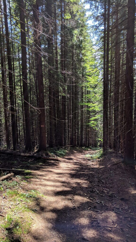 A waymarked trail through pine forest in the mountains, similar to sections of the St Paul Trail