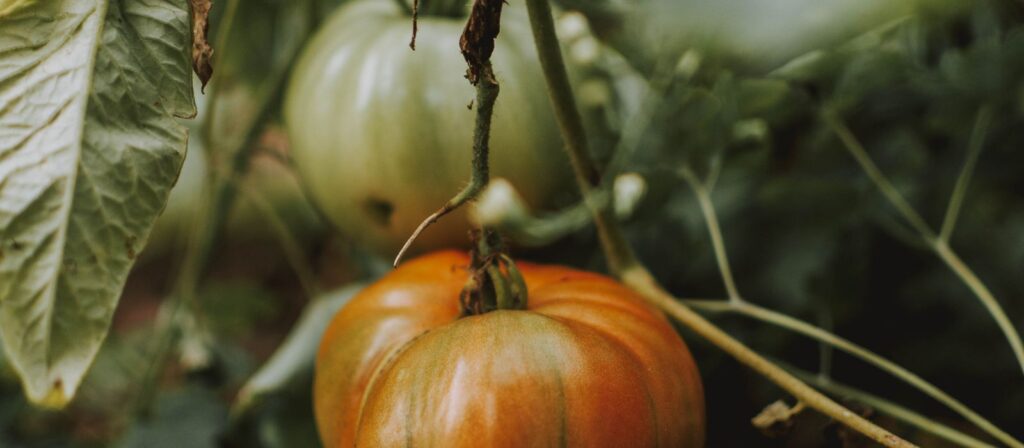 Ripe tomatoes on the vine, a reminder of Antalya's greenhouse farming industry behind the Growtech trade fair